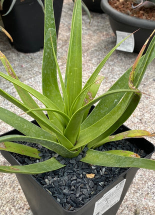 Agave bracteosa
