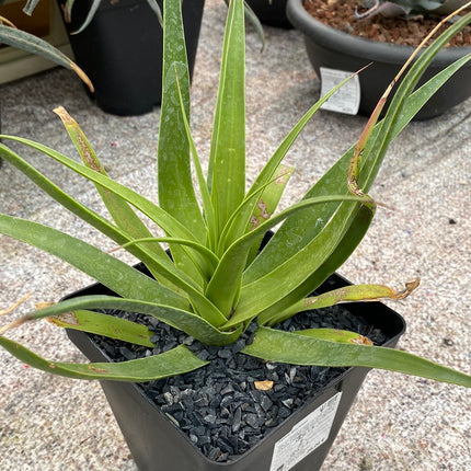 Agave bracteosa