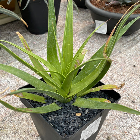 Agave bracteosa
