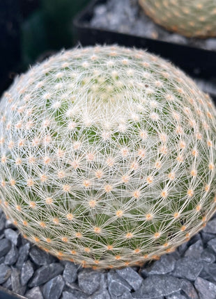 langsame Mammillaria