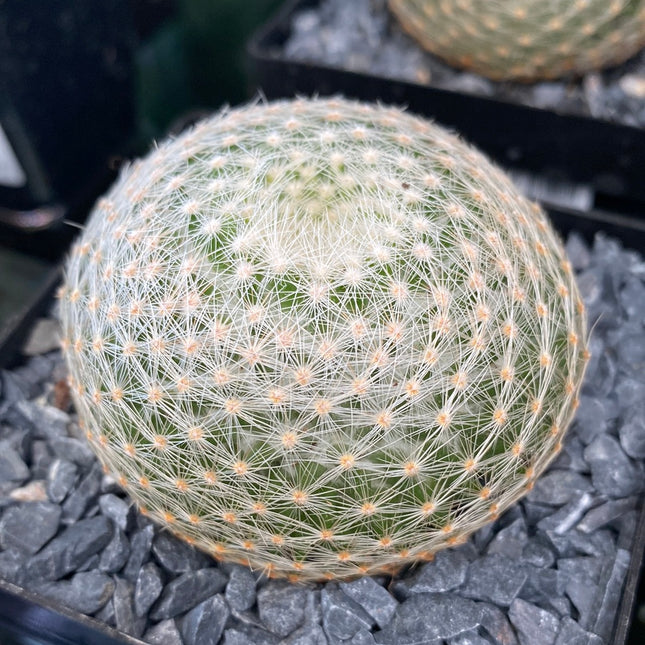 Mammillaria lenta