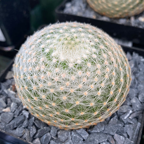 Mammillaria lenta