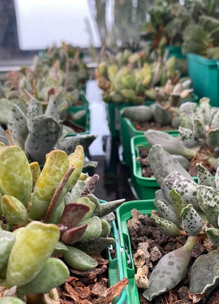 Adromischus cooperi