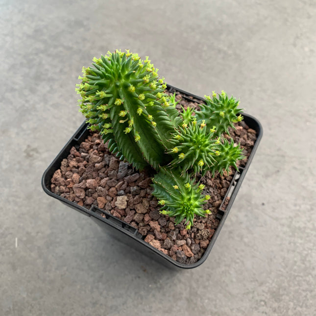 Euphorbia obesa x suzannae