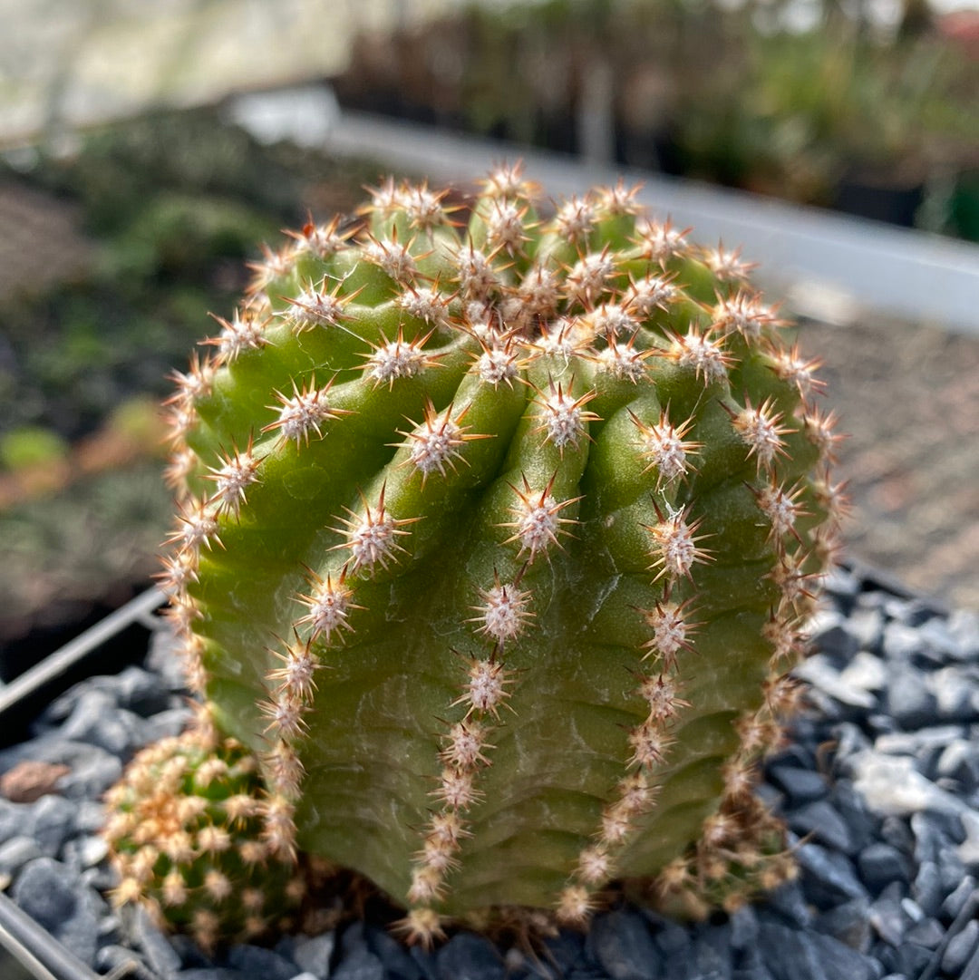 Trichocereus hybrid