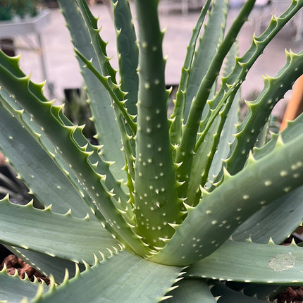 Aloe arborescens