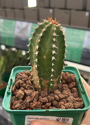 Euphorbia echinus