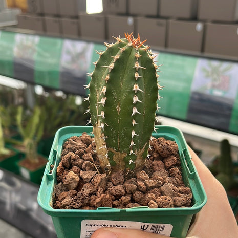 Euphorbia echinus