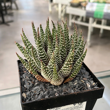 Tulista pumilla 'Royal Albert'