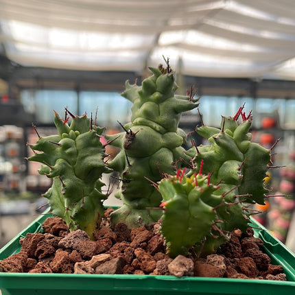 Euphorbia horrida monstruosa