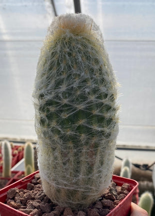 Espostoa lanata