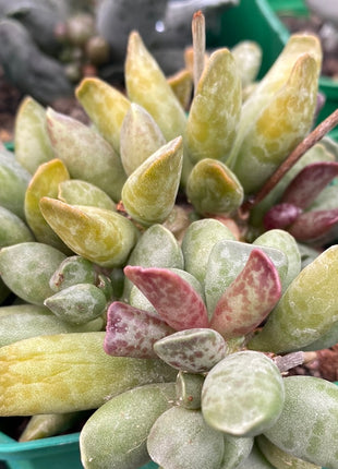 Adromischus cooperi