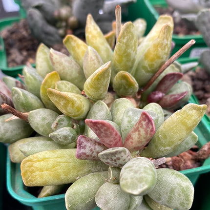 Adromischus cooperi