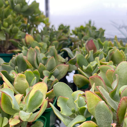 Crassula arborescens undulatifolia