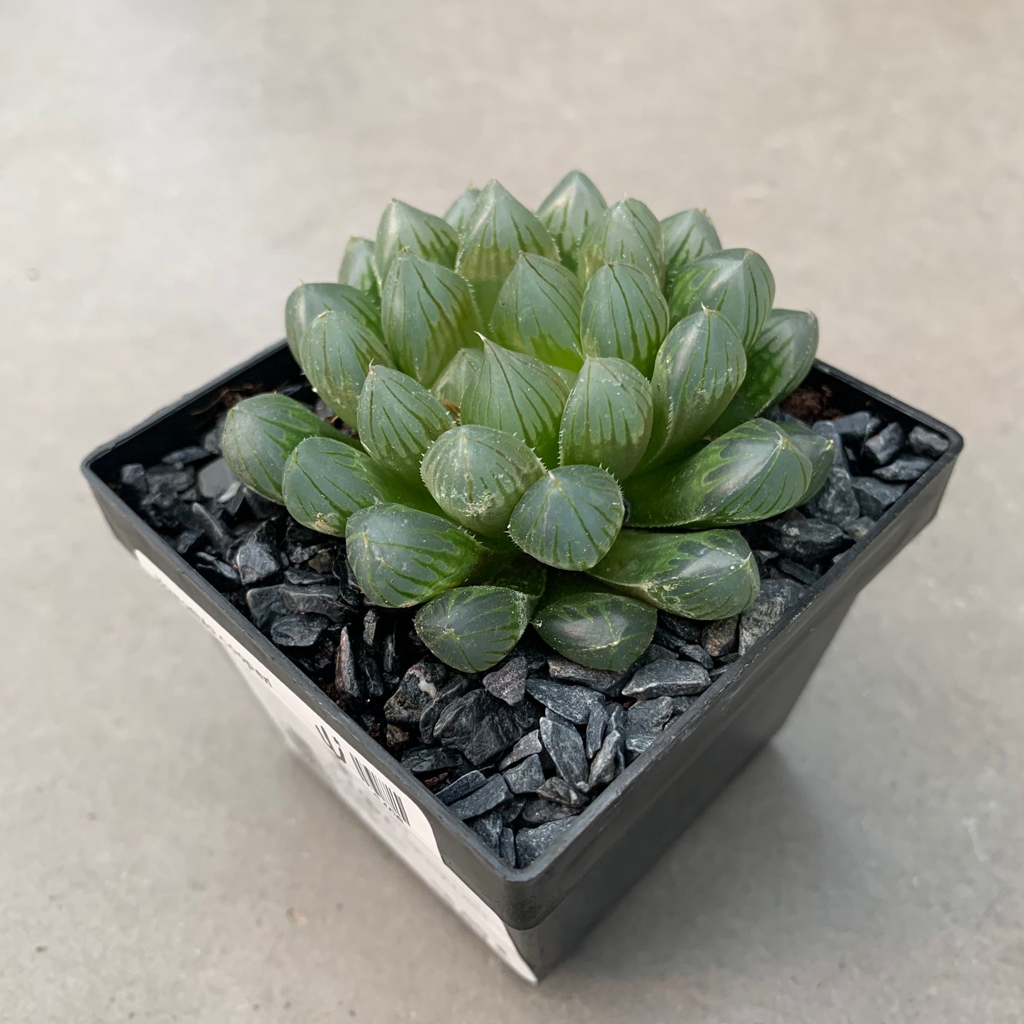 Haworthia cooperi var. pilifera