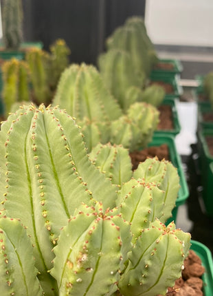 Euphorbia fruticosa f. inermis