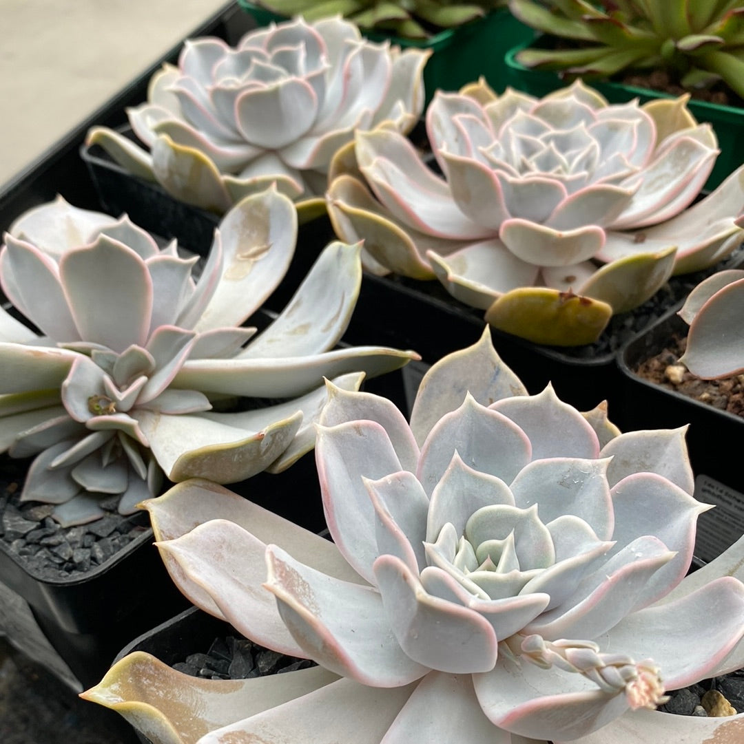 Echeveria lilacina