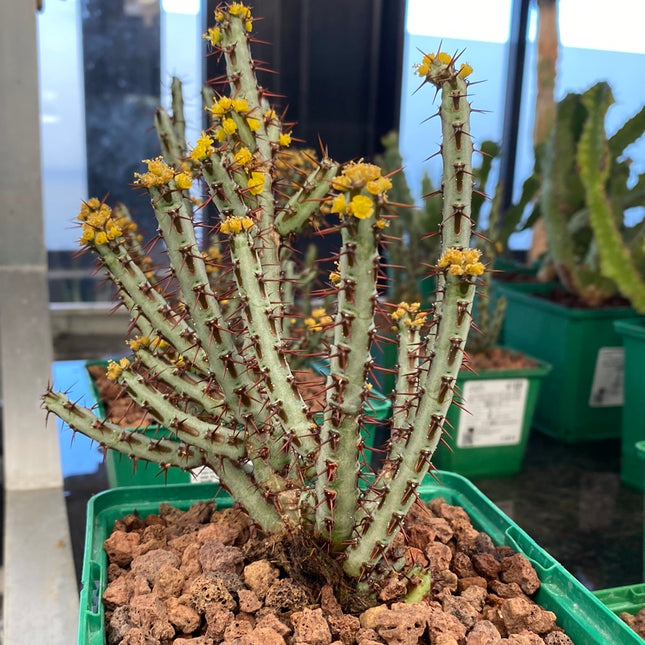 Euphorbia aeruginosa