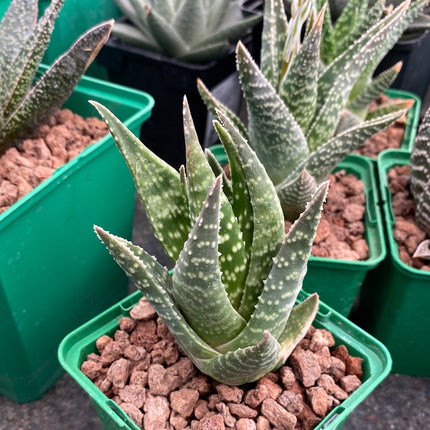 x Gasteraloe 'Glomeraris'