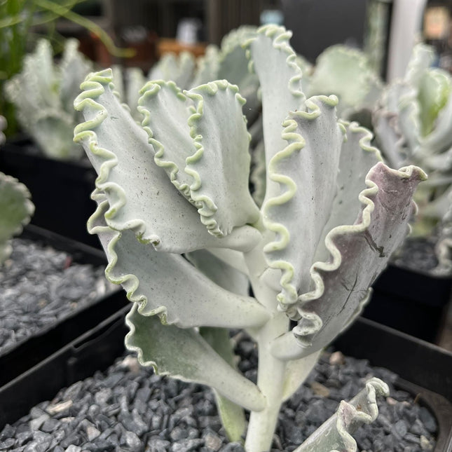 Cotyledon undulata