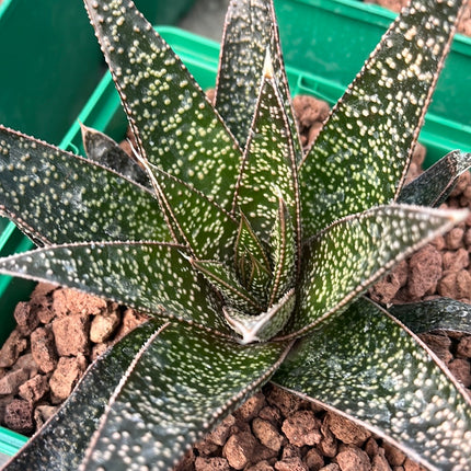x Gasteraloe 'Flow'