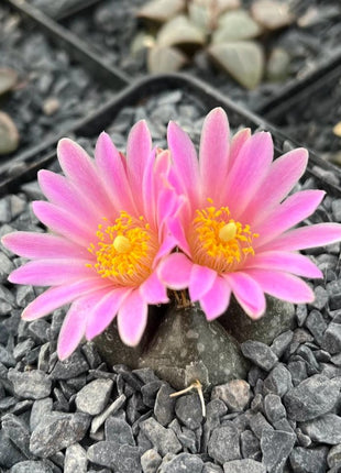 Echinocereus knippelianus