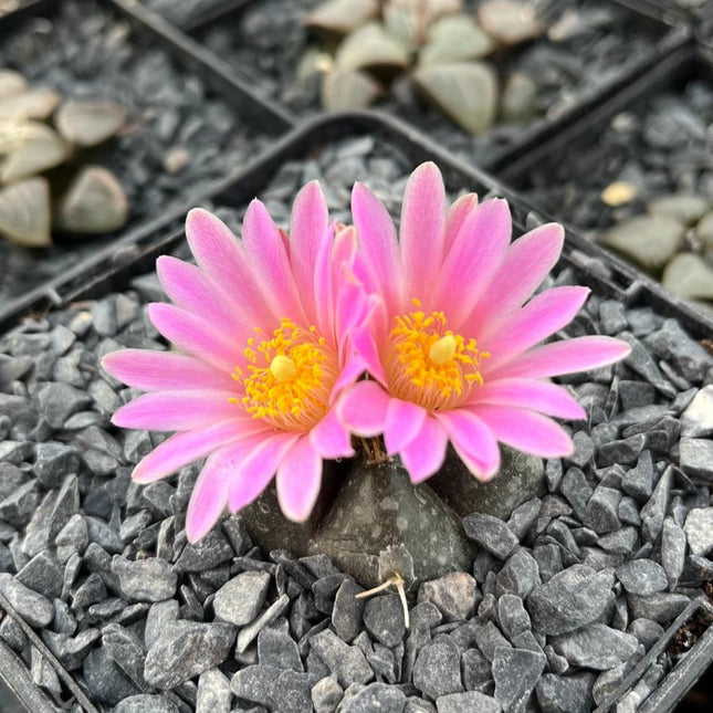 Echinocereus knippelianus