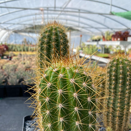 Trichocereus-Hybride