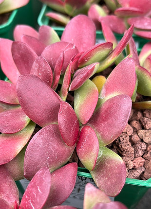 Crassula nudicalis platyphylla