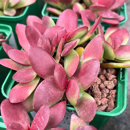 Crassula nudicalis platyphylla