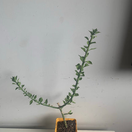 Pereskiopsis diguetii