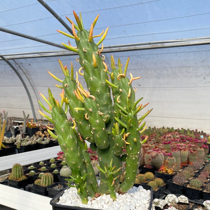 Austrocylindropuntia subulata