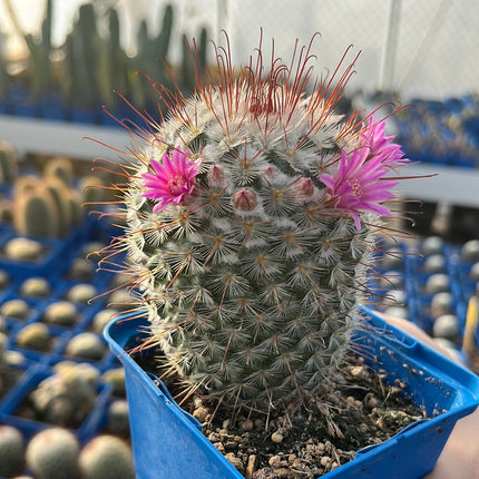 Mammillaria bombycina