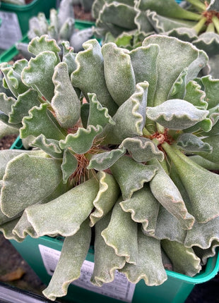 Adromischus cristatus
