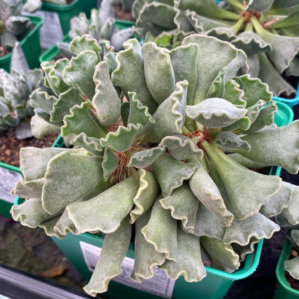 Adromischus cristatus