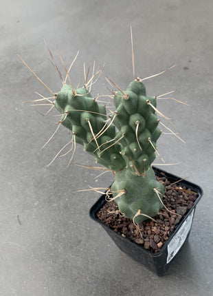 Tephrocactus aoracanthus