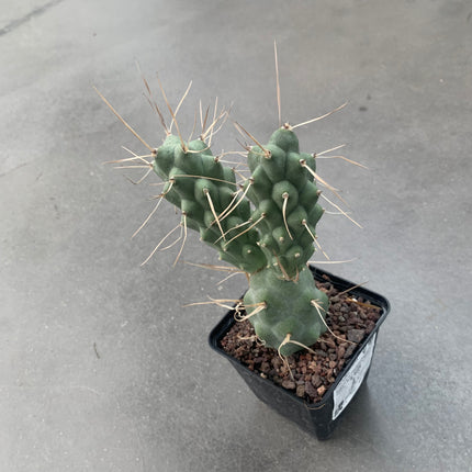 Tephrocactus aoracanthus