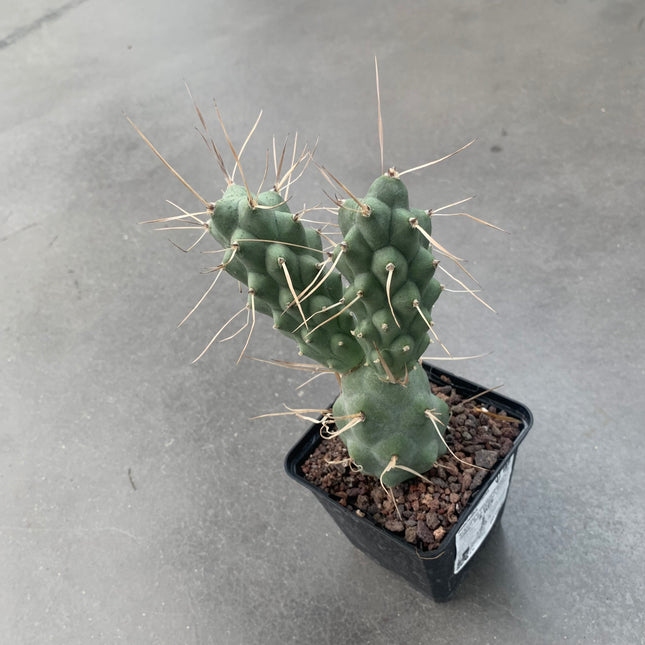 Tephrocactus aoracanthus