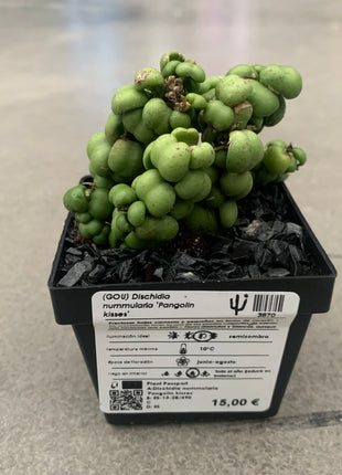 Dischidia nummularia 'Pangolin kisses'
