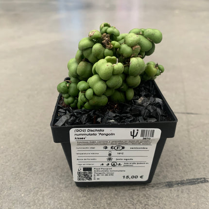 Dischidia nummularia 'Pangolin kisses'