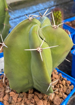 Stenocereus pruinosus
