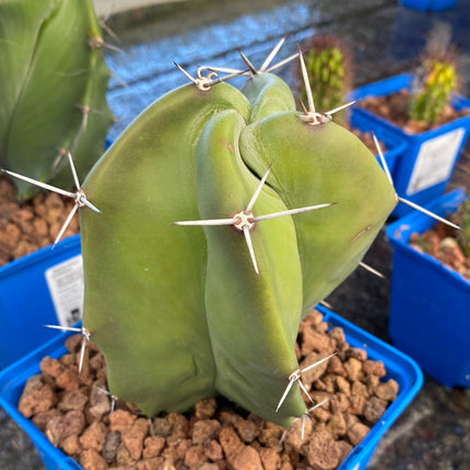 Stenocereus pruinosus