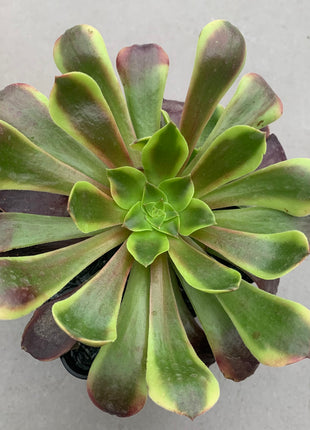 Aeonium Super Bang