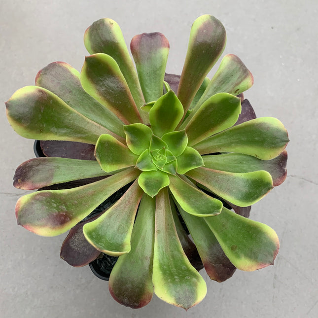 Aeonium Super Bang