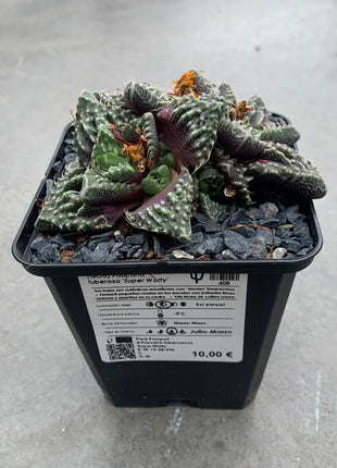 Faucaria felina subs. Tuberosa Lebenslauf. „Super Warty“.