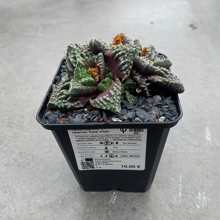 Faucaria felina subs. tuberosa cv. ´Super Warty´