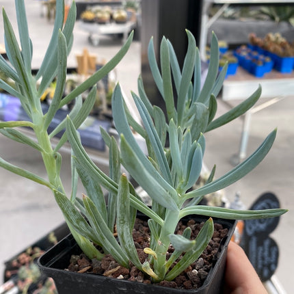 Senecio serpens
