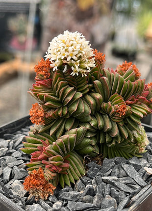 Crassula pyramidalis x congesta