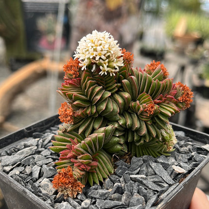 Crassula pyramidalis x congesta