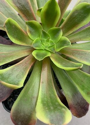 Aeonium Super Bang
